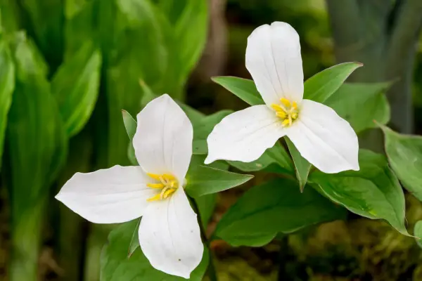 Trillium grandiflorum