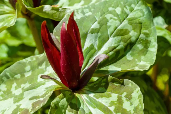 Trillium chloropetalum. Getty Images