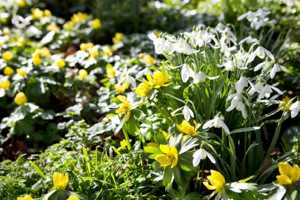 How to grow winter aconites - winter aconites naturalised with snowdrops