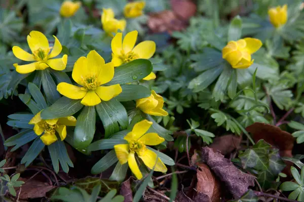 How to grow winter aconites - Eranthis hyemalis