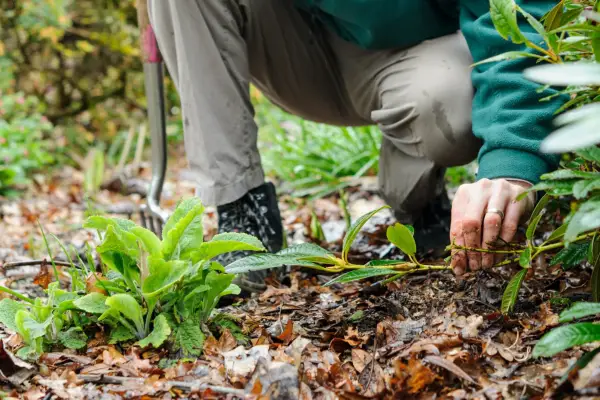 Identifying a low-hanging branch
