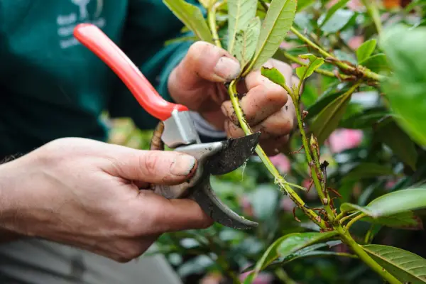Making a shallow cut along the stem