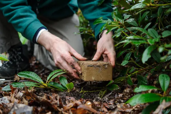 Placing a brick over the stem