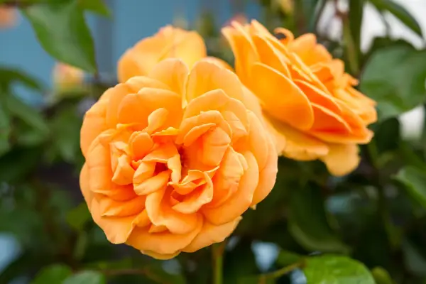 Floribunda rose 