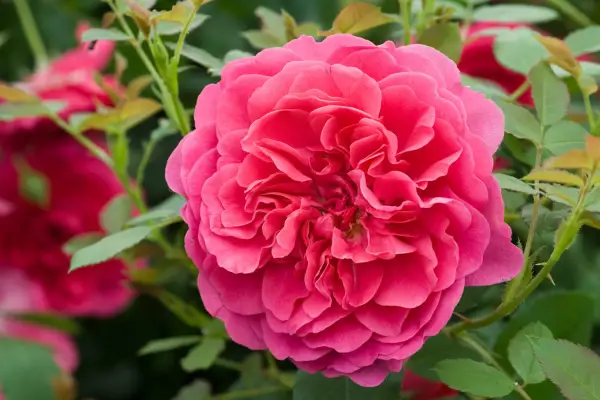 반복적 인 장미 장미가 성장합니다