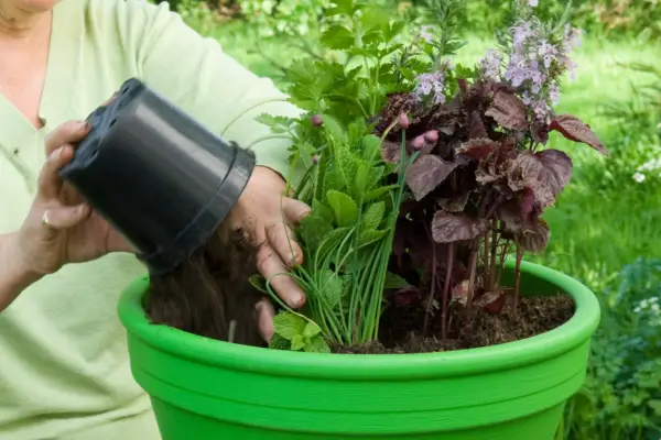 Herb pot for vegetable dishes - filling compost around the plants