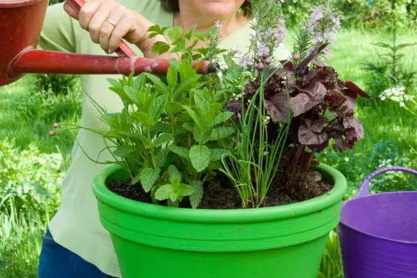 Herb pot for vegetable dishes - watering the display