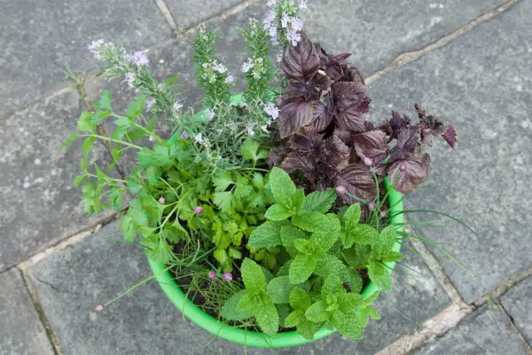 Herb pot for vegetable dishes