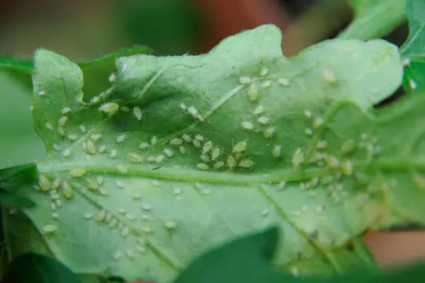 Controlling aphids on house plants - aphids on the underside of a leaf