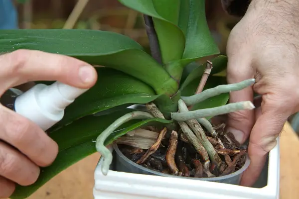 Controlling aphids on house plants - spraying aphids with water