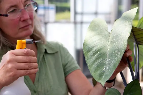 Controlling aphids on house plants - spraying aphids with chemicals