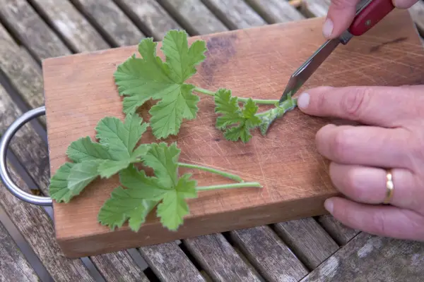 Controlling aphids on house plants - taking pelargonium cuttings