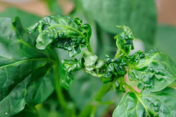 Controlling aphids on house plants - plant with growth distortion