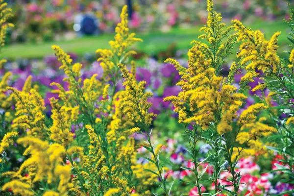 How to grow goldenrod – Solidago in a sunny spot. Getty Images
