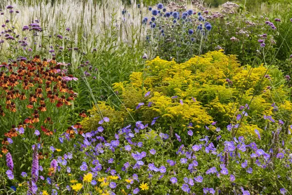 How to grow goldenrod – Solidago 