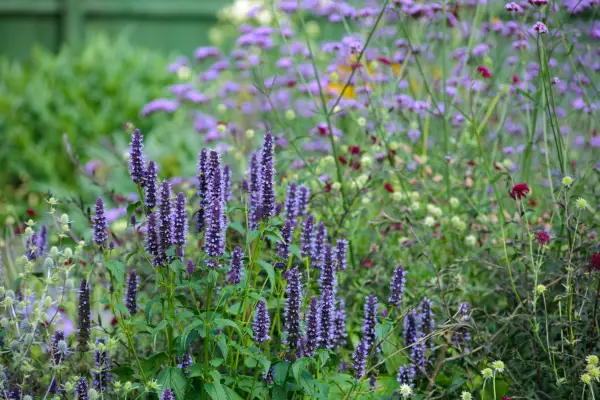 Hyssop growing with verbena and salvia