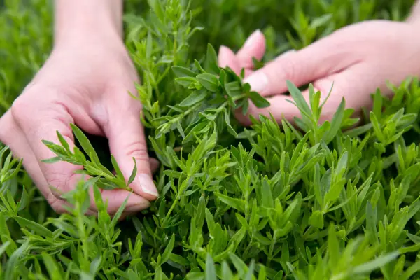 Harvesting hyssop leaves