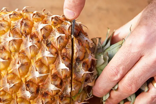 How to grow pineapples - cutting the rosette