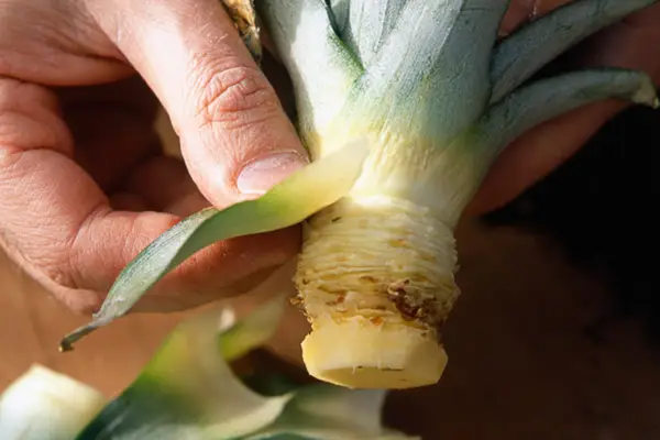 How to grow pineapples - removing leaves