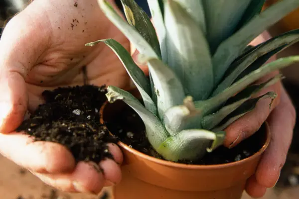 How to grow pineapples - potting it up
