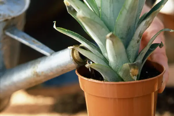 How to grow pineapples - watering the pineapple