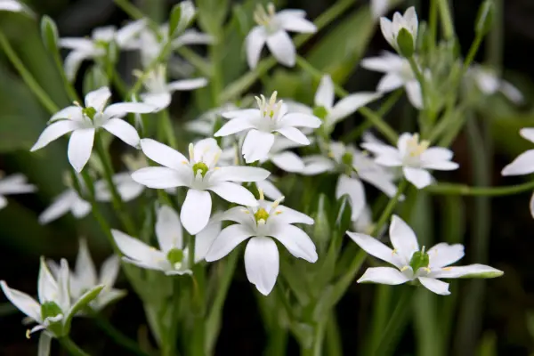 Star of Bethlehem, Ornithogalum umbellatum