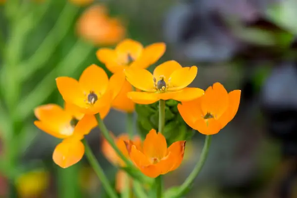 Ornithogalum dubium 