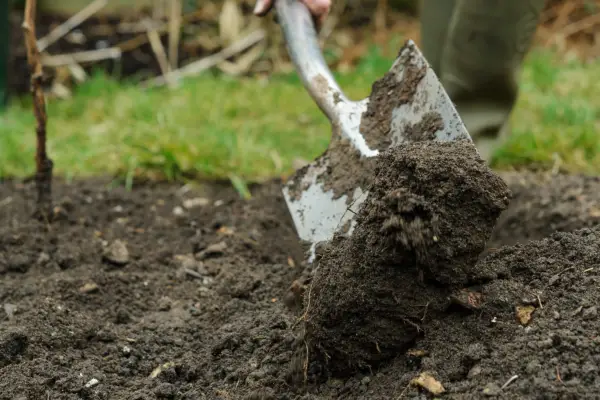 Planting long-cane raspberries - digging the soil