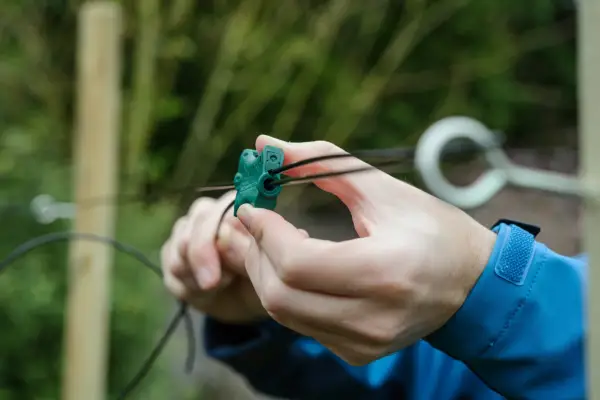 Planting long-cane raspberries - fixing the plastic tensioner