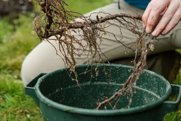 Planting long-cane raspberries - dipping the roots in mycorrhizal fungi