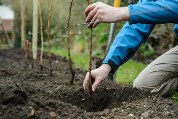 Planting long-cane raspberries - planting the canes