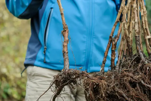 Hvordan du planter bringebær med lang stykke