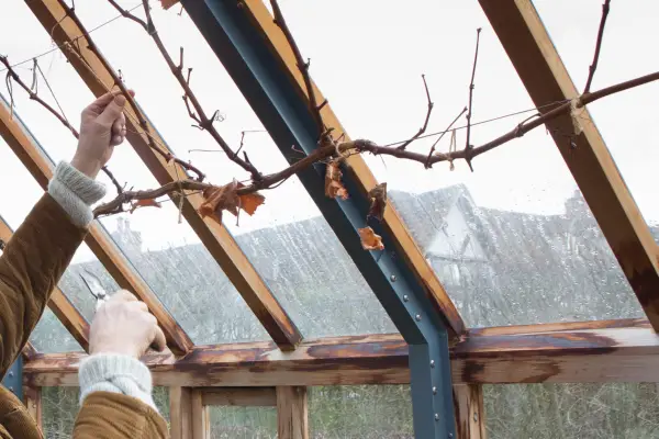 Monty Don pruning Black Hamburg vine in the large greenhouse