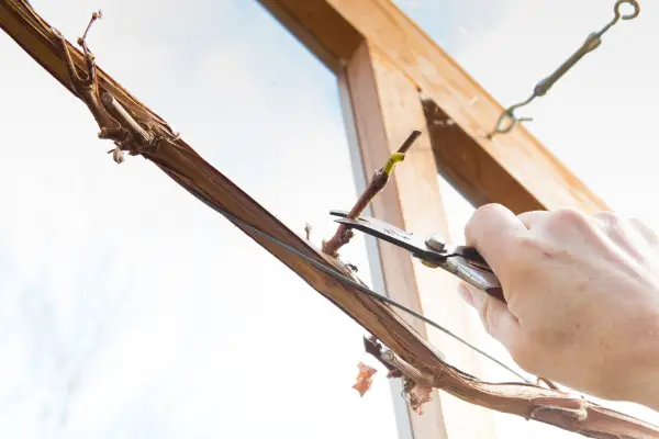 Monty pruning Black Hamburg vine in the large greenhouse
