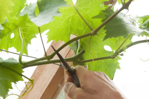 Monty Don cutting back the grape vine in the new greenhouse