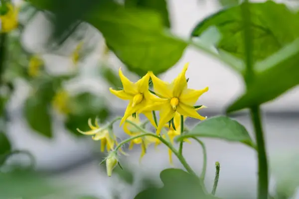 Tomato flowers