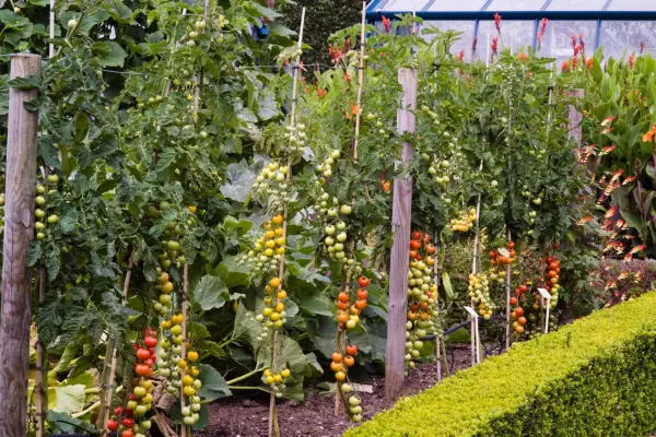 Cordon tomatoes ripening on plant with leaves removed to speed up ripening process