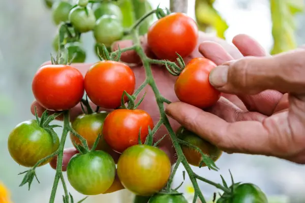 Harvesting unripe tomatoes