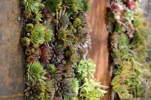 Plantarea ideilor pentru grădinile urbane