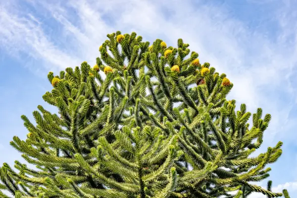Araucaria araucana