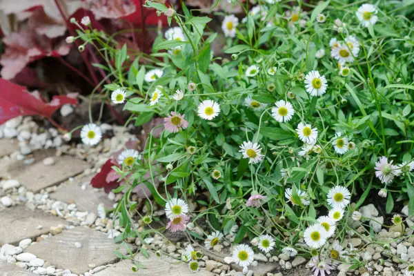 Erigeron karvinskianus