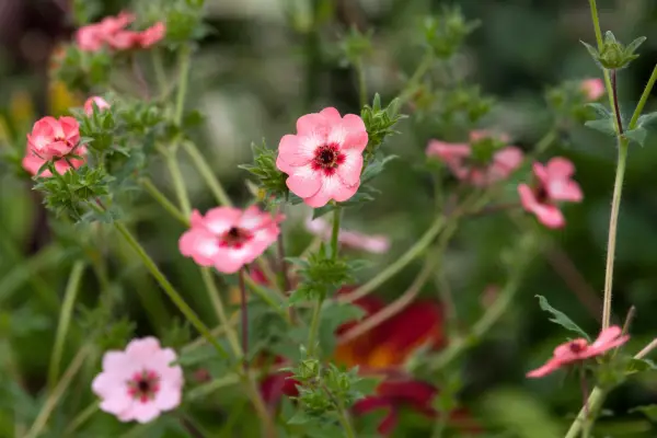 Potentilla x hopwoodiana