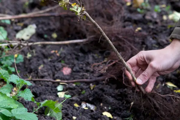 How to grow hawthorns - planting a hawthorn hedge