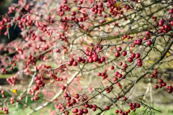 How to grow hawthorns - hawthorns to try