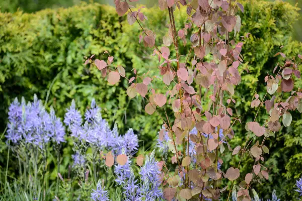 Katsura tree growing with camassia