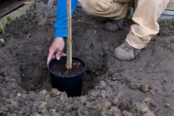 Planting katsura tree