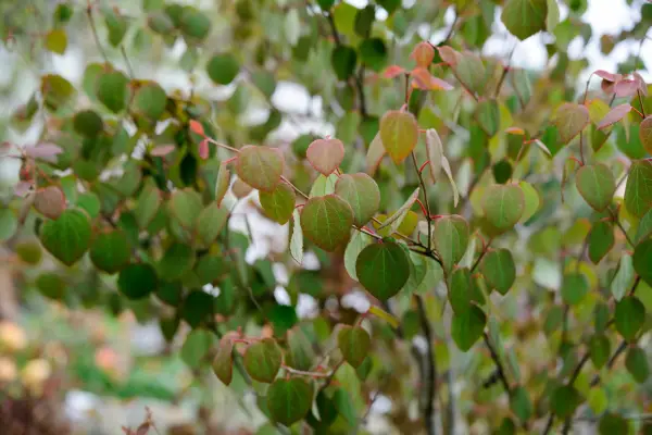 Katsura tree leaves turning for autumn