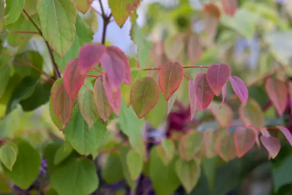 Katsura tree, Cercidiphyllum japonicum