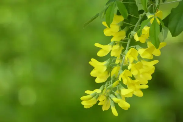Close-Up of Yellow Laburnum Flowers in the Springtime