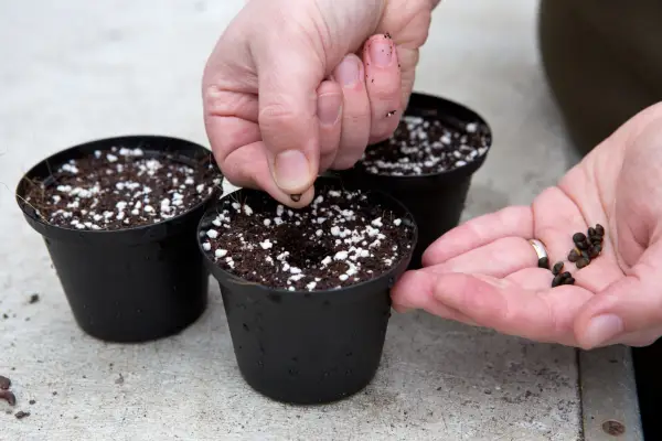 How to grow laburnum - sowing laburnum seed